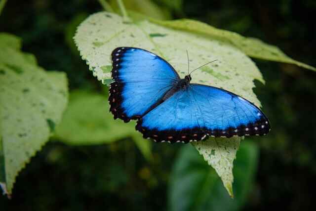 butterfly-garden-singapore-airport-changi